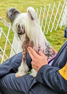 Like most hairless dog breeds, the Chinese Crested Dog comes in two varieties, with and without hair, which can be born in the same litter.