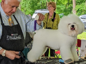 Show dogs are very used to all the grooming. Some breeds need more grooming than others – it is important to consider this whenever thinking of adding a dog to your family. The Bichon Frise is a member of the Non-Sporting Group of dog breeds in the US. The Bichon Frise is a small, sturdy, white powder puff of a dog with a merry temperament.