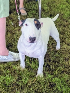 Bull Terriers are robust, big-boned terriers. The breed’s hallmark is a long, egg-shaped head with erect and pointed ears, and small, triangular eyes.