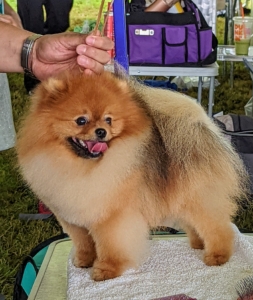 Owners stay with their dogs in the benching area, so visitors can meet the different breeds. The Pomeranian is a compact, short-backed, active toy dog of Nordic descent. The double coat consists of a short dense undercoat with a profuse harsh-textured longer outer coat. The heavily plumed tail is one of the characteristics of the breed.