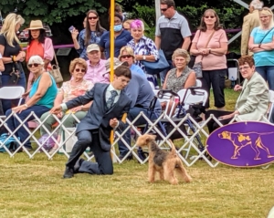 Juniors are also invited to enter if they have been awarded Best Junior Handler at a number of member shows the previous year and who are at least nine years old and under 18. These talented handlers come from across the country to be judged on their dog handling skills.