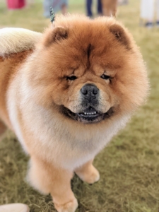 And look who else is competing. This is Buddakan – my late G.K.’s son. He is a gorgeous specimen of the breed, and currently one of the top Chows in the country.