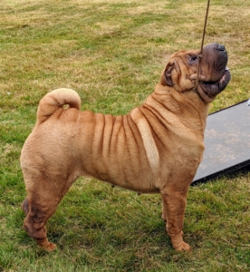 The Shar Pei is a dog breed from southern China. The breed is well known for its deep wrinkles around the head, neck, and shoulders.