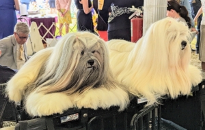 These Lhasa Apsos look ready to show. This breed is a Non-Sporting dog breed originating in Tibet. It was bred as an indoor sentinel in the Buddhist monasteries, to alert the monks to any intruders who entered.