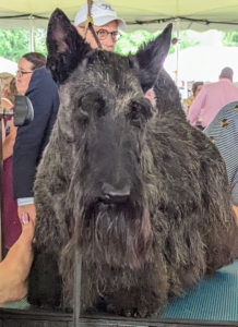 The Scottish Terrier, popularly known as a “Scottie,” is a small, compact, short-legged, sturdily-built dog of good bone and substance. His head is long in proportion to his size distinctive furnishings at the beard, legs, and lower body.