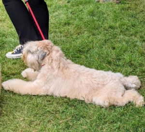 The Soft Coated Wheaten Terrier is a medium-sized, hardy, well balanced sporting terrier, square in outline. He is distinguished by his soft, silky, gently waving coat of warm wheaten color and his particularly steady disposition. This dog is cooling itself by spreading his entire body over the grass.
