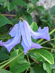 This is Clematis viticella ‘Betty Corning’, which has slightly fragrant, bell-shaped flowers that bloom from summer to fall.