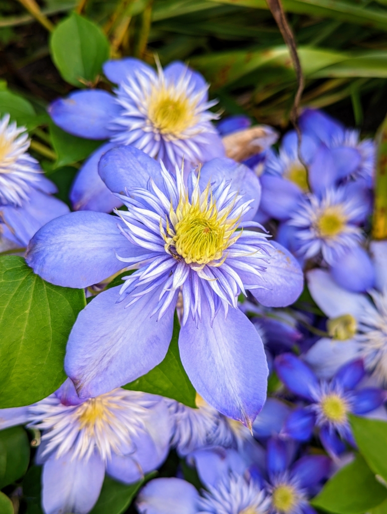 Beautiful Clematis Blooms The Martha Stewart Blog