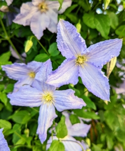 Known as the “Queen of the Climbers”, Clematis plants will train onto trellises and fences, or arch gracefully over doorways.