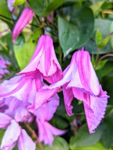 Here is another bell-shaped clematis variety in pink.