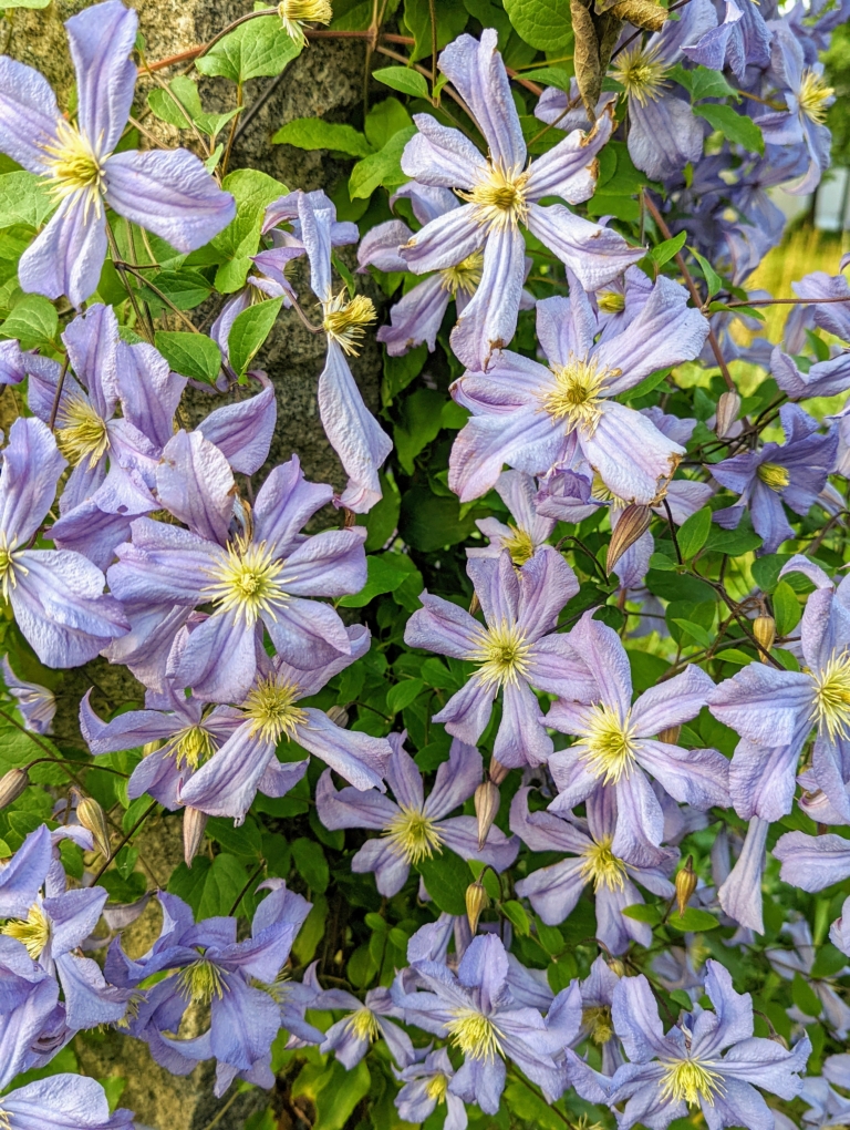 Beautiful Clematis Blooms - The Martha Stewart Blog