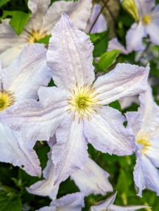 Clematis plants are also heavy feeders and benefit from a low nitrogen fertilizer such as 5-10-10 in spring, when the buds are about two-inches long. Alternate feedings every four to six weeks with a balanced 10-10-10 fertilizer and then continue this alternate feeding until the end of the growing season. The blooms appear constantly for many weeks making their everblooming nature a must-have in any garden.