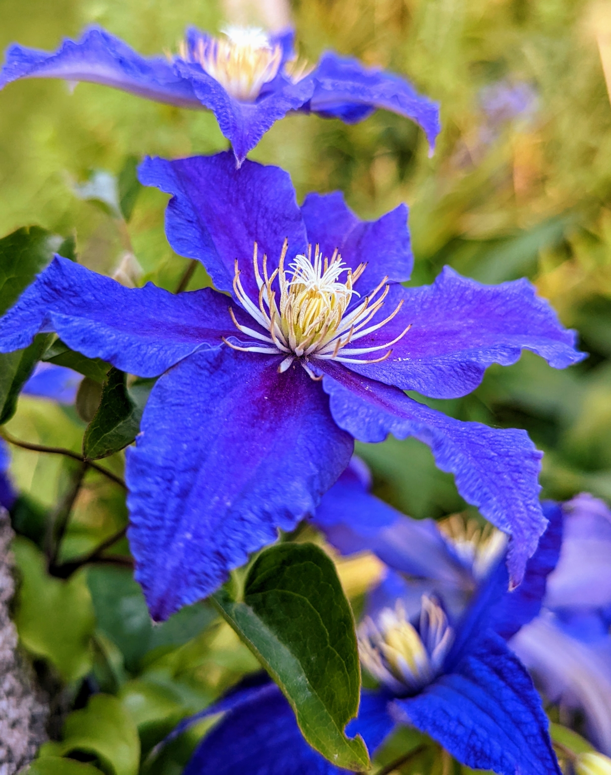 Beautiful Clematis Blooms - The Martha Stewart Blog