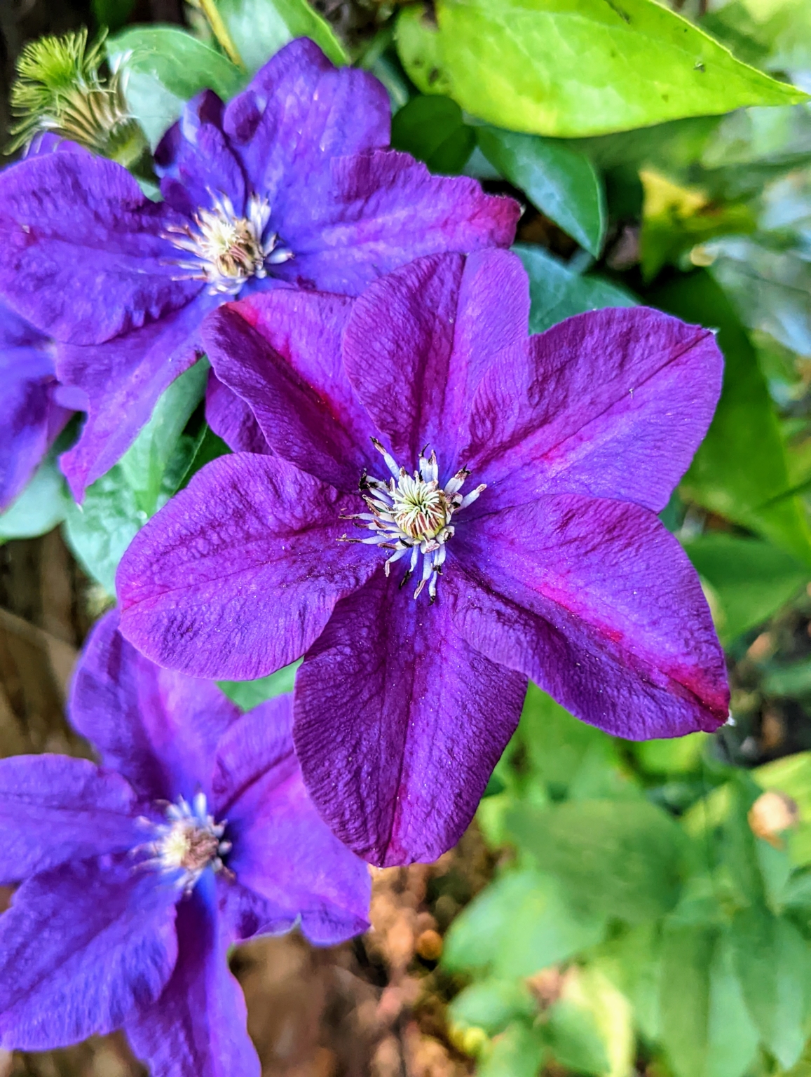 Beautiful Clematis Blooms - The Martha Stewart Blog