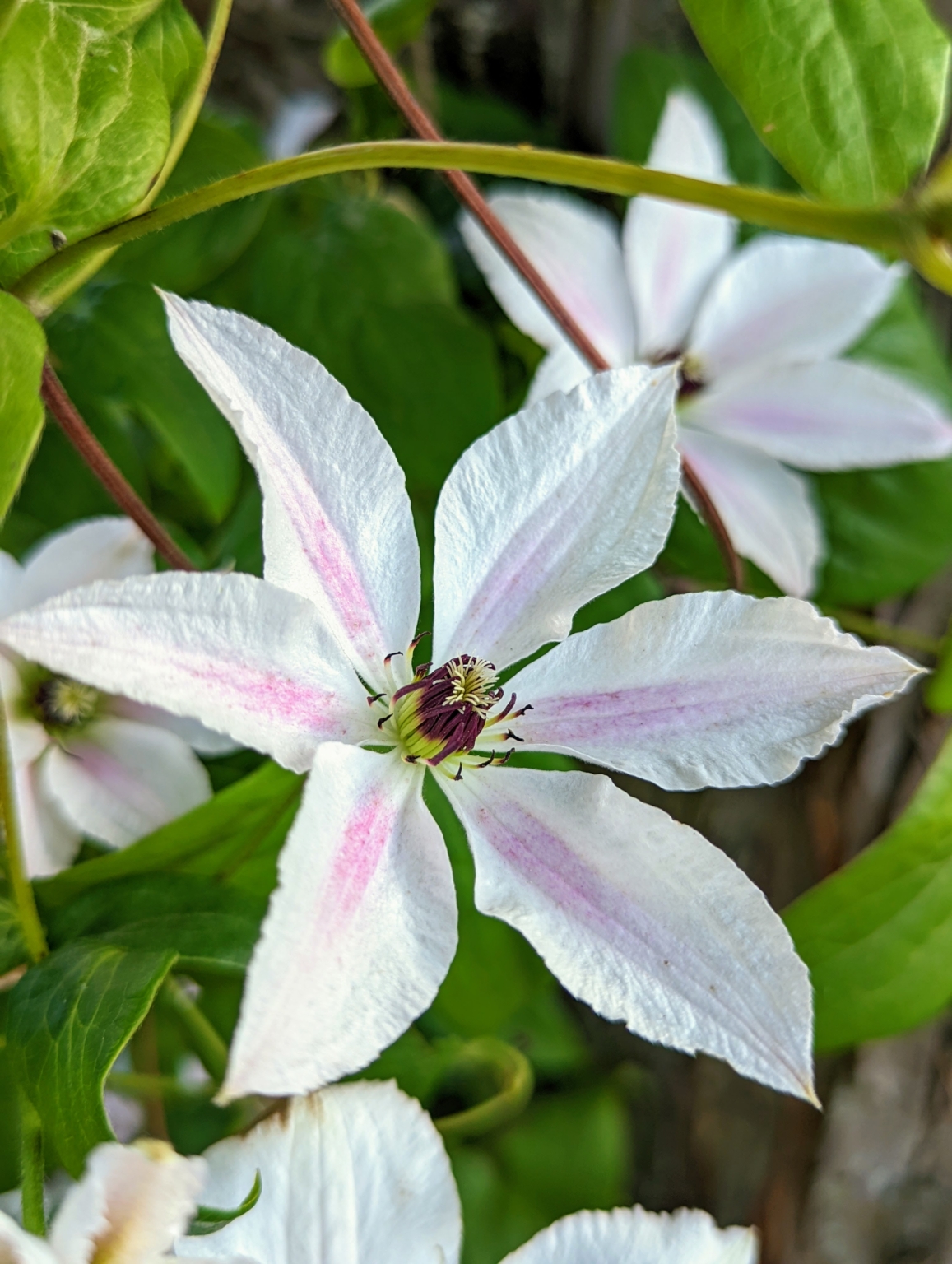 Beautiful Clematis Blooms - The Martha Stewart Blog