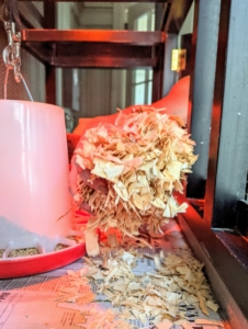 Helen adds wood shavings for strong footing. It is important that growing chicks don't slip. Slippery surfaces are the most common cause of spraddle leg - a condition where the chick essentially does splits and has difficulty walking or getting up.