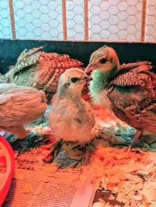 And here they are. In this photo - a baby lavender Araucana chick and a baby Burford bronze peachick. Baby chicks need constant monitoring until they are at least four or five weeks old. Here in the Stable feed room, they are checked several times a day. This room is also free from drafts.