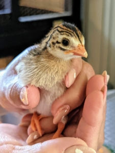 And here is one of the beautiful baby Guinea fowl, also known as a keet. Guinea fowl keets are cute, chirpy, curious and somewhat clumsy at first. This one will mature to a dark gray color with tiny white spots. Enma holds it up for a photo before placing it in the cage.