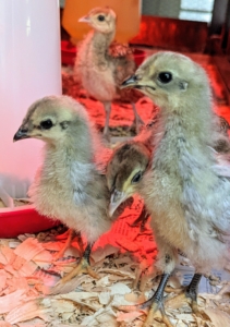 These chicks are also from Christopher. They are light gray in appearance.