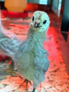 This is a lavender Araucana. Araucana chicks are strong, fast growers and mature quickly. This one is also quite curious. All these chicks have clear eyes and are very alert – signs of good health.