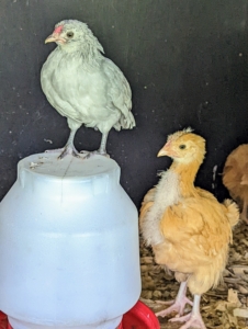 But after a few minutes, they’re eager to explore the space. A slightly older lavender Araucana perches on the water container while the young Buff Orpington watches nearby - maybe he's hoping for a perching spot too.