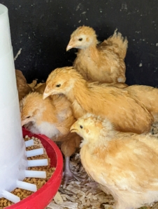 These birds are a bit older than the others and are residing in an outdoor coop. Every chick is personally shown where their food and water sources are, so they know where to find it. All my chicks get a balanced diet of medicated chick crumb with some treats and fresh greens from my gardens.