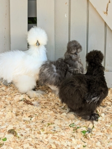 Right now, they'll share their space with my stunning Silkies. I wonder what the Silkies are thinking about their new friends. If you’re unfamiliar with Silkies, underneath all that feathering, they have black skin and bones and five toes instead of the typical four on each foot. Silkie chickens are known for their characteristically fluffy plumage said to feel silk- or satin-like to the touch. I think they'll all be very happy here at Cantitoe Corners.