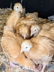At first the chicks are a bit unsure of their surroundings, huddling together in one corner.