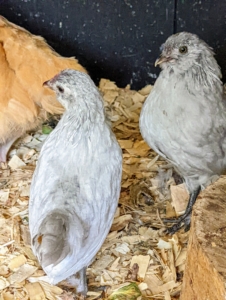 These young chickens will stay together for several weeks. And then, once the chickens are old enough, they will be moved down to the first coop in the chicken yard to join the others.