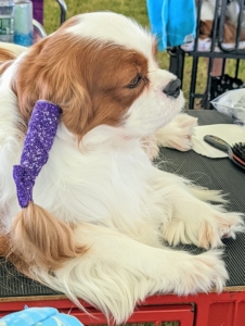 Here is a Cavalier King Charles Spaniel in the red and white colored variety called Blenheim. Its ears are lightly wrapped to keep them well-groomed before entering the ring.