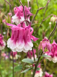 The columbine plant, Aquilegia, is an easy-to-grow perennial that blooms in a variety of colors during spring. With soft-mounding scalloped leaves and delicate blossoms nodding on flower stems, columbine is ideal for borders, cottage gardens or naturalizing wooded areas.