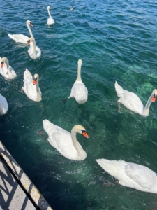 One of their big stops was in Geneva, Switzerland. Here, on the western most tip of Lake Geneva, or Lac Léman, Pasang quickly took a photo of these swans. Lake Geneva is the largest lake in central Europe, straddling the border between Switzerland and France.