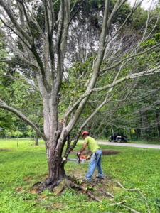 Pasang is our resident arborist. He is very strong and very skilled at taking down many of the smaller trees around the farm. Here, he begins with some of the smaller branches closer to the ground.