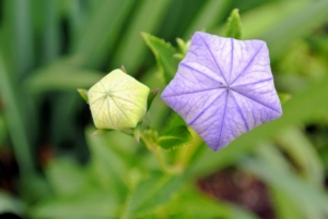 Balloon flowers get their name from the unopened buds, which swell up prior to opening and resemble little hot-air balloons.