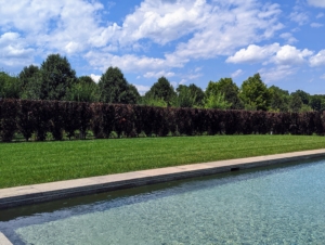 These trees create such a gorgeous privacy screen around my pool.