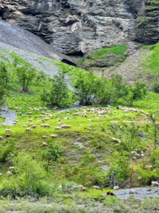 Along the way, the group saw a large herd of sheep grazing.