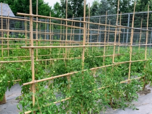 We planted more than 100-tomato plants this year. All the plants are now well-supported by bamboo stakes. We’re growing both hybrid and heirloom varieties. There are already so many fruits growing, but they need a little more time before harvesting.