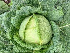 The right time for cabbage harvesting will depend on the variety of cabbage planted and when the heads mature. Look for heads that are firm all the way through when squeezed – that’s when they’re ready.