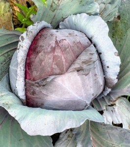 Red, or purple, cabbage is often used raw for salads and coleslaw. It contains 10-times more vitamin-A and twice as much iron as green cabbage. We picked several heads of cabbage.
