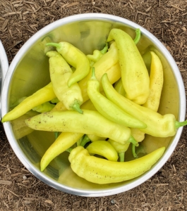 Sweet peppers, such as these banana peppers, have a long shape that tapers down to one to three lobes at the bottom. We have so many peppers growing.
