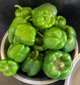 Sweet bell peppers are popular in the garden – all grassy in flavor and super-crunchy in texture. I love making stuffed peppers - so easy and so delicious. Enma wipes them down before putting them in the fridge. I'll wash them just before cooking.