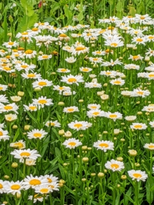 All these flowers are thriving in my cutting garden – there is always something new to see every time I walk through the beds. These are Shasta daisies. I have an abundance of shasta daisies this season – they always look so cheerful, especially when planted in large groups.