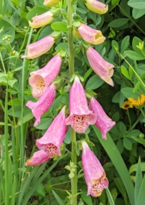 There are still a few foxgloves here too. Here is a tall foxglove plant, Digitalis purpurea. These add lovely vertical interest to any garden. Foxglove flowers grow on stems which may reach up to six feet in height, depending on the variety.