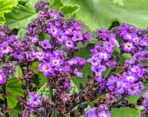 Heliotrope is a plant of the borage family, cultivated for its fragrant purple or blue flowers, which are used in perfume.