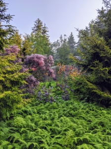 This center garden in the driveway is planted with hay-scented ferns, which turn yellow in fall, purple smoke bushes, and spruce trees, Picea orientalis ‘Skylands’. When I found these trees, I got many to plant here in Maine.