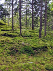 This part of the woodland is filled with beautiful moss. Mosses are small, non-vascular flowerless plants that typically form dense green clumps or mats, often in damp or shady locations.