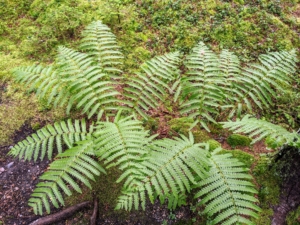 Ferns are members of a group of vascular plants that reproduce via spores and have neither seeds nor flowers. The exterior of Skylands abounds with naturalized ferns of many types.