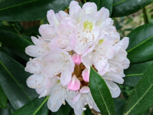 Look at its blooms. Rhododendrons are prized for these big, showy flower clusters and the glossy green foliage.