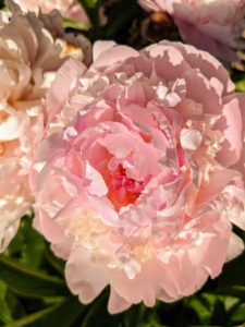 Both my herbaceous peonies and my tree peonies are finished blooming at Bedford, but they’re looking wonderful at Skylands. The peony is any plant in the genus Paeonia, the only genus in the family Paeoniaceae.