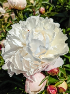 Here is a gorgeous large white peony flower. Herbaceous peony blooms range from simple blossoms to complex clusters.